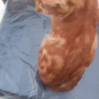 واگذاری رایگان|گربه|یزد, |دیوار