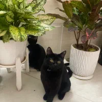 واگذاری گربه