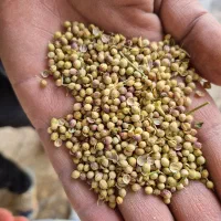 فروش خاکشیر رازیانه گشنیز