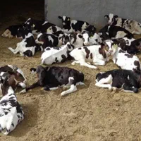 دامزنده قرینطنه شده گوساله پرواری|حیوانات مزرعه|تهران, جوادیه تهرانپارس|دیوار