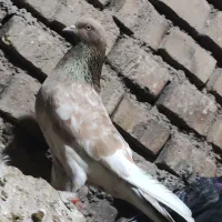 کبوتر رنگی و دو رگ|پرنده|اهواز, کوی ایثار|دیوار