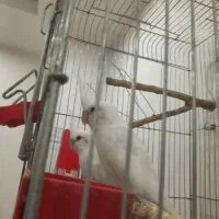 جفت مولد عروس هلندی آلبینو بالغ و اماده چشم شرابی|پرنده|گلستان (تهران), |دیوار