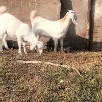 بز سانن|حیوانات مزرعه|بندر ترکمن, |دیوار