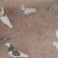 دهتا طوغی نرماده