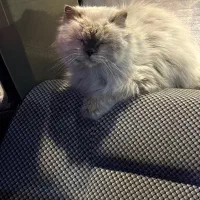 پرشین پیدا شده|حیوانات|بیرجند, |دیوار