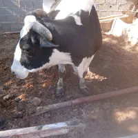 گاوتازه‌زا‌۵۰کیلوشیر