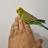 مرغ عشق دستی