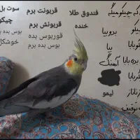 عروس هلندی سخنگو دوتا نر