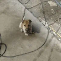 واگزاری یک عدد سگ سرابی اصل