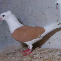 کبوتر کله ای|پرنده|بندر گناوه, |دیوار