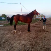 اسب نریان دوخون ۵ ساله قدبلند۱۷۴سانت|اسب و تجهیزات اسب‌سواری|تهران, امیریه|دیوار