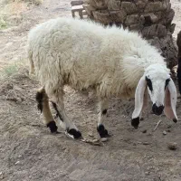 میش لتکی