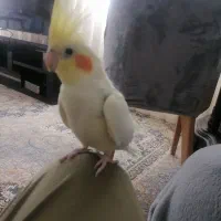 عروس هلندی جفت|پرنده|تاکستان, |دیوار