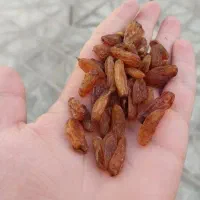کشمش آفتابی کاشمرباضمانت مخصوص آبگیری ارسال رایگان|خوردنی و آشامیدنی|مشهد, قائم|دیوار