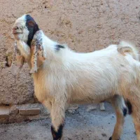 بز غاله پاکستانی|حیوانات مزرعه|ضیاء آباد, |دیوار