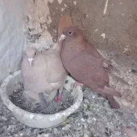 کفتر سرخ زرد