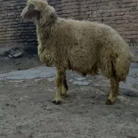 بره حیوانات