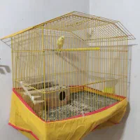 سلام قناری نر جون توپرریزی هستش قیمت توافقی|پرنده|کاکی, |دیوار