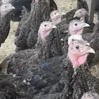 بوقلمون برنز سه ماهه