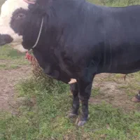 تشک ورزا محلی