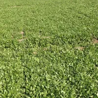 سبزی شاهی|خوردنی و آشامیدنی|گرگان, |دیوار