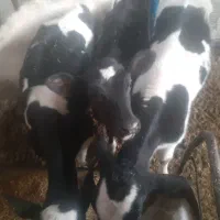 گوساله هلیشتان