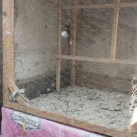 قفس کفتر
