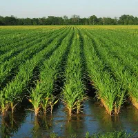 فروش زمین برنج کاری،در کامیفروز