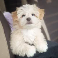 توله ۳ ماهه شیتزو تریر