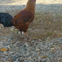 خروس|حیوانات|ماهنشان, |دیوار