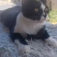 گربه خانگی