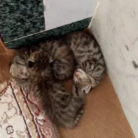 بچه گربه