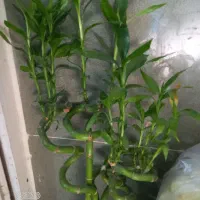 تعدادی گل اپارتمانی|گل و گیاه طبیعی|رامهرمز, |دیوار