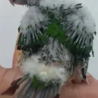 گرینچیک|پرنده|بروجرد, |دیوار