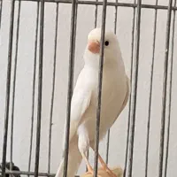 قناری نره|پرنده|کرمانشاه, |دیوار