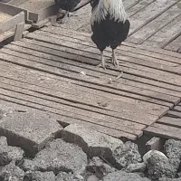 خروس محلی|حیوانات مزرعه|قائمشهر, |دیوار