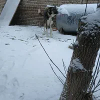 سگ سرابی|سگ|ارومیه, |دیوار