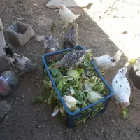 تعدادی مرغ جوجه بوقلمون|حیوانات مزرعه|مهاجران, |دیوار