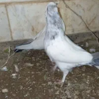 کبوتر به به ای|پرنده|قم, کلهری|دیوار