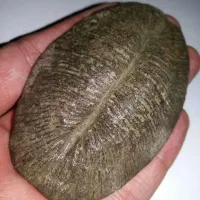 سنگ کلکسیونی