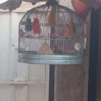 قناری، دهن زن، سهره قناری، و مرغ محلی، معاوضه|پرنده|شیراز, کوشک میدان|دیوار