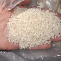 برنج طارم تازه آسیاب شده