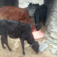 فروش فوری فقط خریدار بیاد قیمت مناسب ارسال دارم