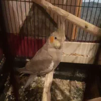 عروس هلندی ماده مست|پرنده|صباشهر, |دیوار