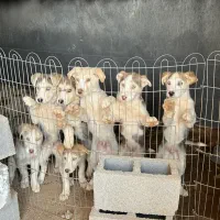 واگذاری هاسکی