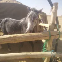 فروش یک عدد اسب دو ساله نر