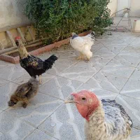 مرغ خروس بوقلمون