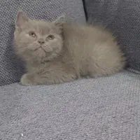 گربه بریتیش ماده ۲ ماهه