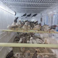 فنج عروس هلندی  مرغ عشق