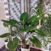 گل بابا آدم
